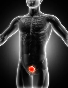 3D medical image showing bladder Stock Illustration