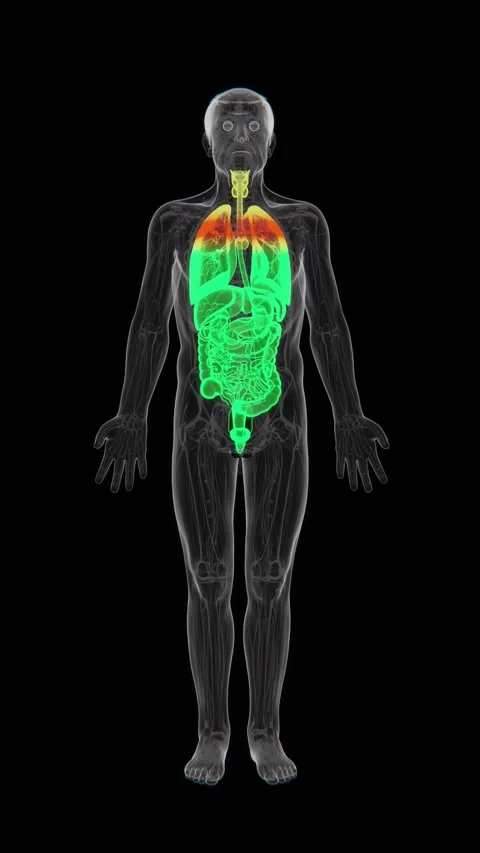 3D medical visualization of the human digestive and respiratory systems Stock Footage 345522316