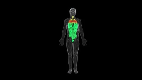 3D medical visualization of the human digestive and respiratory systems Stock Footage 345522322