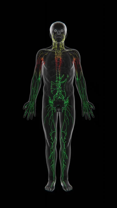 3D medical visualization of the human lymphatic system showing an extensive Stock Footage 345519031