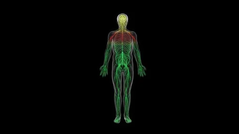 3D medical visualization of the human nervous system showing the brain, spinal Stock Footage 345523516