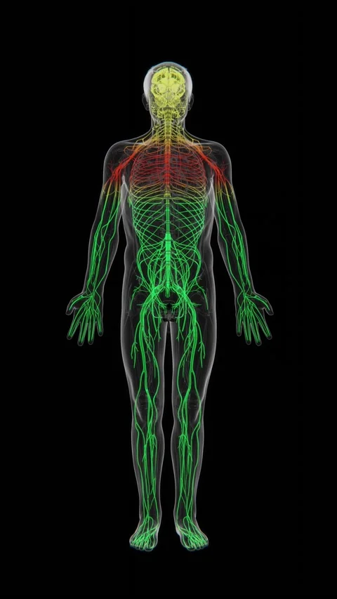 3D medical visualization of the human nervous system showing the brain, spinal Stock Footage 345523520