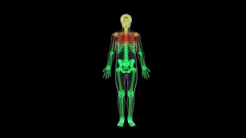 3D medical visualization of the human skeletal system showing the complete Stock Footage 345521696