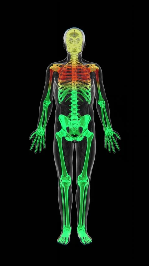 3D medical visualization of the human skeletal system showing the complete Stock Footage 345523526