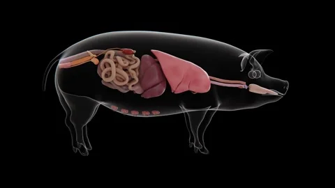 3D medical visualization of the major pig organs, showing the brain, heart Stock Footage 346892106