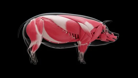 3D medical visualization of the pig muscular system showing major muscles Stock Footage 346892216