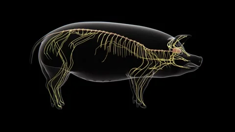3D medical visualization of the pig nervous system showing the brain, spinal Stock Footage 346892115