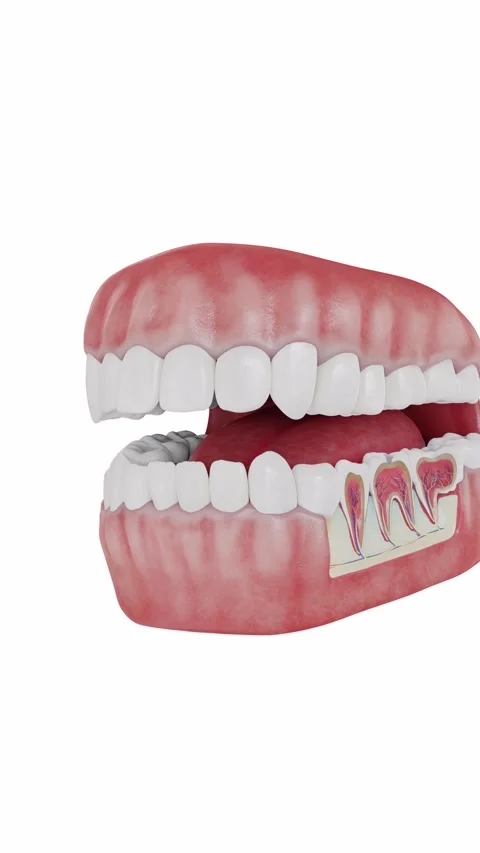 3D medical visualization of a tooth cross section showing the enamel, dentin Stock Footage 345685002