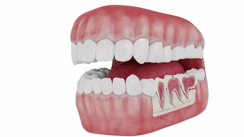 3D medical visualization of a tooth cross section showing the enamel, dentin Stock Footage 345685009