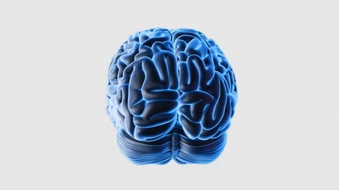 3D Model of a Blue Brain Stock Footage 307015148