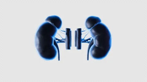 3D Model Display of Human Kidney Organs Stock Footage 307014614