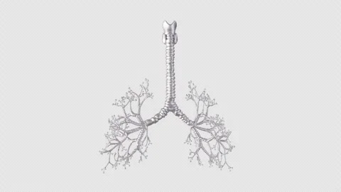 3D Model Display of Human Lung Structure Stock Footage 307021339