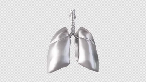 3D Model Display of Human Lungs Stock Footage 307022039