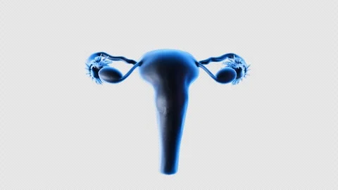 3D Model Display of Uterus and Fallopian Tubes Stock Footage 307013051