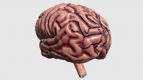 3d model of human brain Stock-Footage 303614713