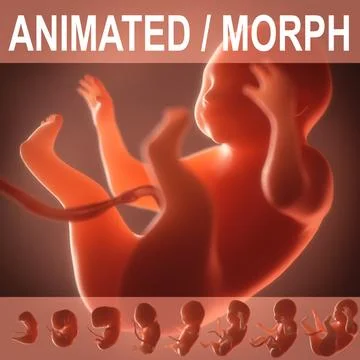 3d model Human embryo fetus Growth animation realtime ready PBR 3D Model