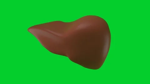 3D model of the human liver rotates on a green chromakey background for Stock Footage 257113129