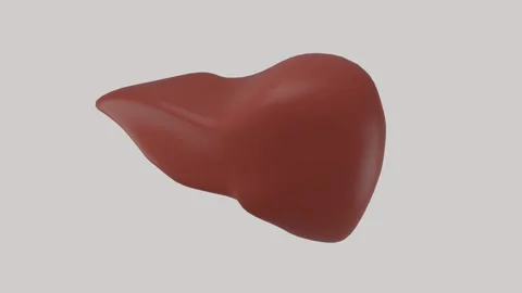 3D model of the human liver rotates on a Gray background for insertion Stock Footage 266152154