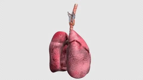 3d model of human lungs Stock Footage 303614793
