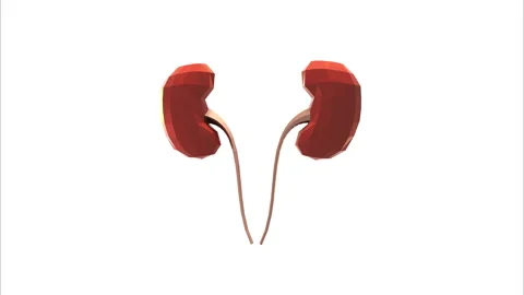 3d model human organ kidneys, anatomy, health and medicine. Stock Footage 130663312