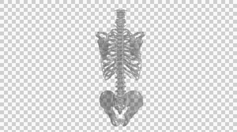 3D model of the human spine FULL HD 1920Х1080 스톡 동영상 55251916