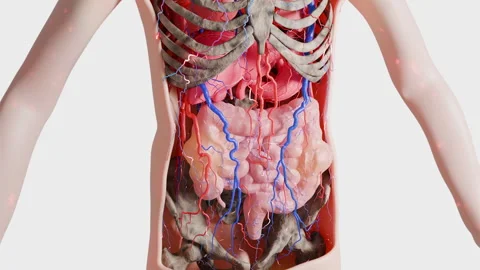3D model of human stomach anatomy showing organs and systemі Stock Footage 323738194
