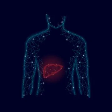 3D Model of Man and Liver. Polygonal Design. Geometric Design. Healthcare Stock Illustration