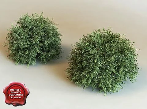 3d model of shrub Ilex Crenata 3D Model