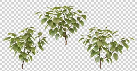 3D Model of Small Green Tree or Bush Stock Photos