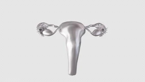 3D Model of Uterus Display Stock Footage 307021338