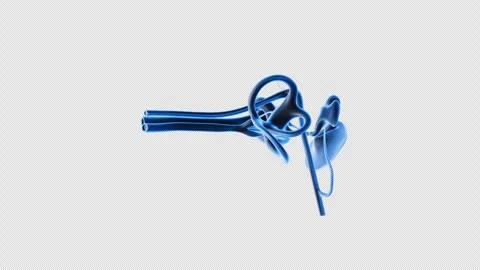 3D Model Visualization of Human Inner Ear Structure Stock Footage 307012751