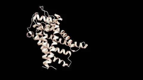 3D Molecular Structure of Thermogenin (UCP1) Stock Illustration