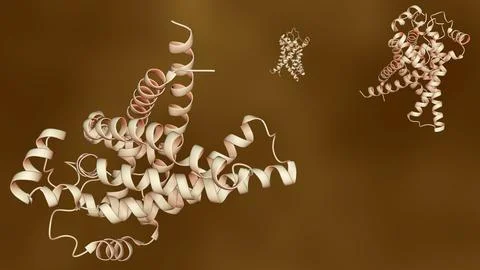 3D Molecular Structure of Thermogenin (UCP1) Stock Illustration