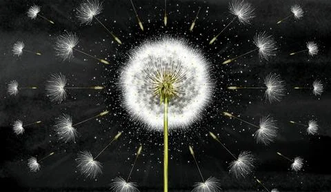 3d mural interior wallpaper. One dandelion on deep black watercolor background Stock Illustration