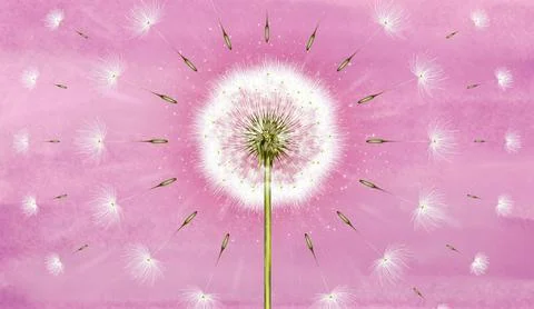 3d mural interior wallpaper. One dandelion on pink watercolor background golden Stock Illustration