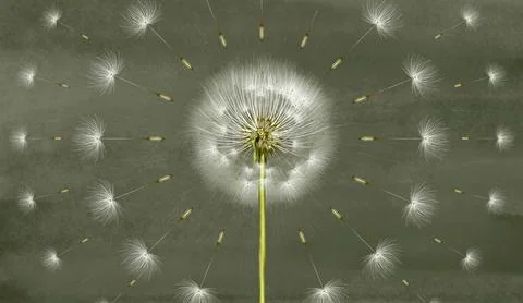 3d mural interior wallpaper. One dandelion on green e watercolor background Stock Illustration