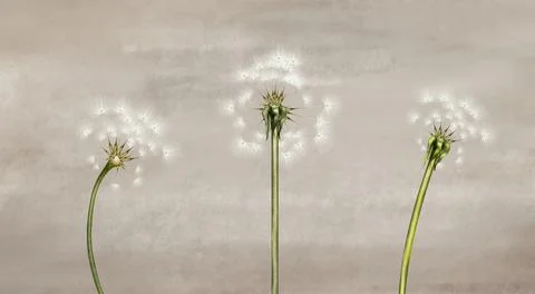 3d mural interior wallpaper. White painting three dandelion and on gray Stock Illustration