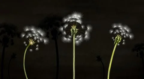 3d mural interior wallpaper. White painting three dandelion and on black Stock Illustration