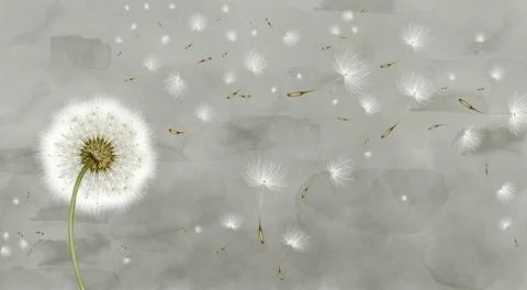 3d mural interior wallpaper. White painting one dandelion and on gray watercolor Stock Illustration