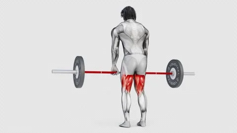 3d of muscular character training Hamstrings-Barbell Romanian Deadlift on Stock Footage 251951155