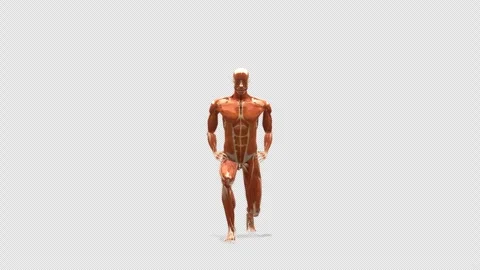3D Muscular System Forward Lunge Exercise 180 Rot View Isolated Alpha Stock Footage 343820855