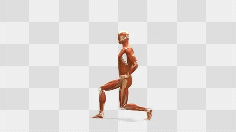 3D Muscular System Forward Lunge Exercise Side View Isolated Alpha 库存影片 343821018