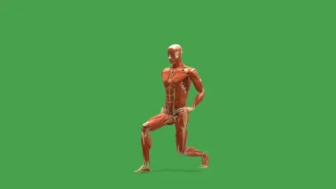 3D Muscular System Forward Lunge Exercise Perspective View Chroma Key Green Stock Footage 343861079