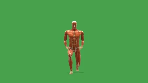 3D Muscular System Forward Lunge Exercise 180 Rot View Chroma Key Green Stock Footage 343861082