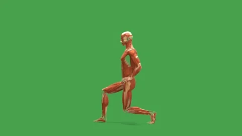 3D Muscular System Forward Lunge Exercise Side View Chroma Key Green Stock Footage 343861088
