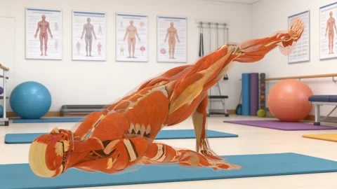3D Muscular System Hip Bridge Therapy Perspective Gym Clinic Stock Footage 337476639