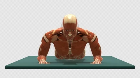 3D Muscular System Prone Forearm Press Up Exercise Front View Isolated Alpha 库存影片 341664496