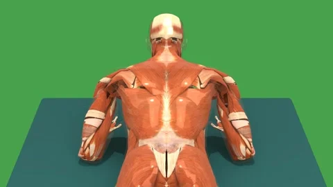 3D Muscular System Prone Forearm Press Up Exercise Back View Chroma Key Green Video stock 342500259