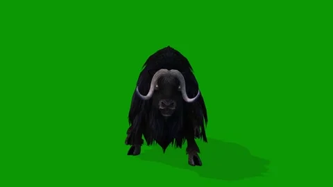 3D Musk Cow Attacking Scene Front Side On Green Screen Wildlife Animation Vídeos de archivo 311692014