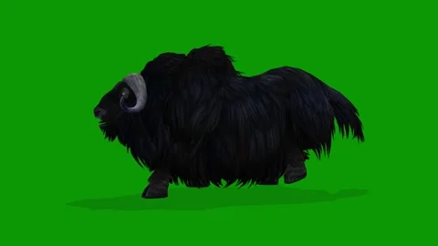 3D Musk Cow Attacking Scene Left Side On Green Screen Wildlife Animation Stock Footage 311692031
